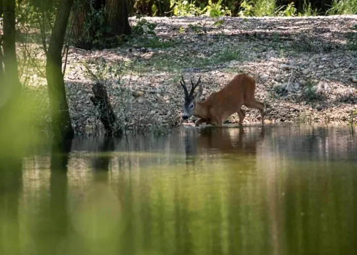 Rustic Cottage With Pool Apartman Dramalj